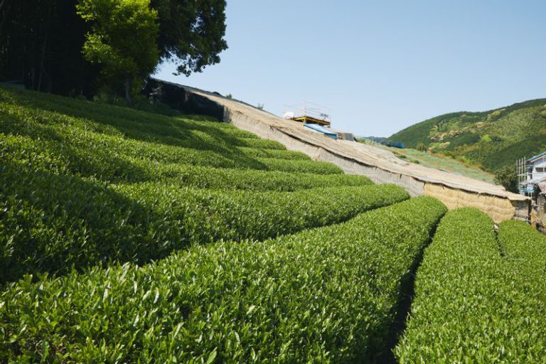 Gyokuro_tea_plantations