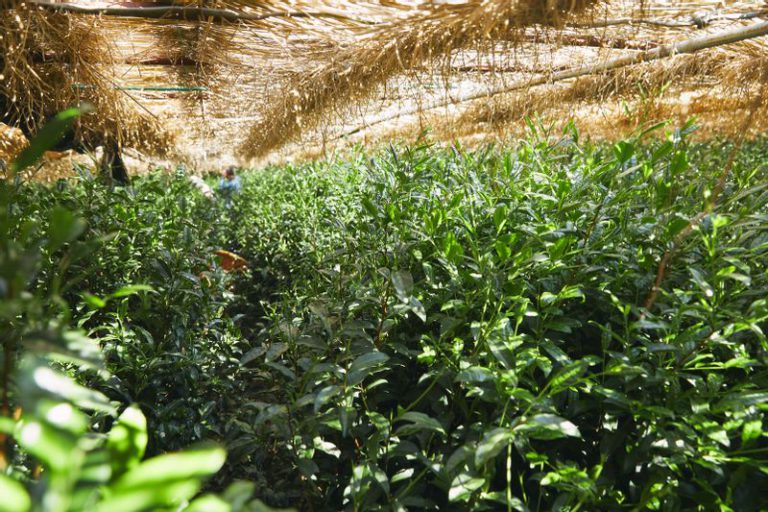 Gyokuro_tea_plantations