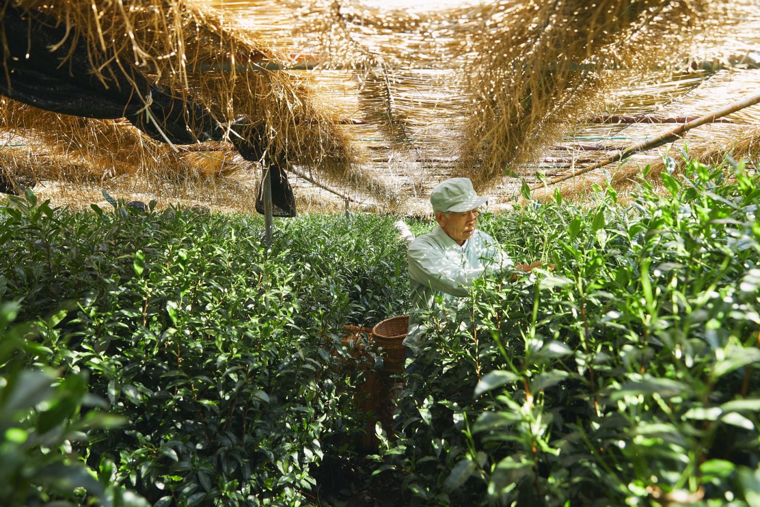 the Asahina district of Okabe-cho, Fujieda, Shizuoka Prefecture, one of the three leading gyokuro production centers in Japan