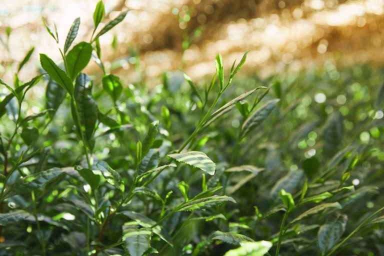 leaves_of_Gyokuro