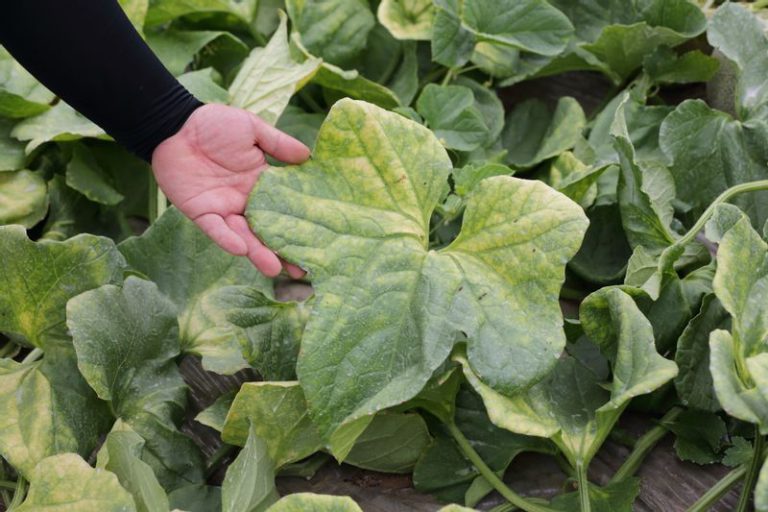 leaves of Hokota’s Melon