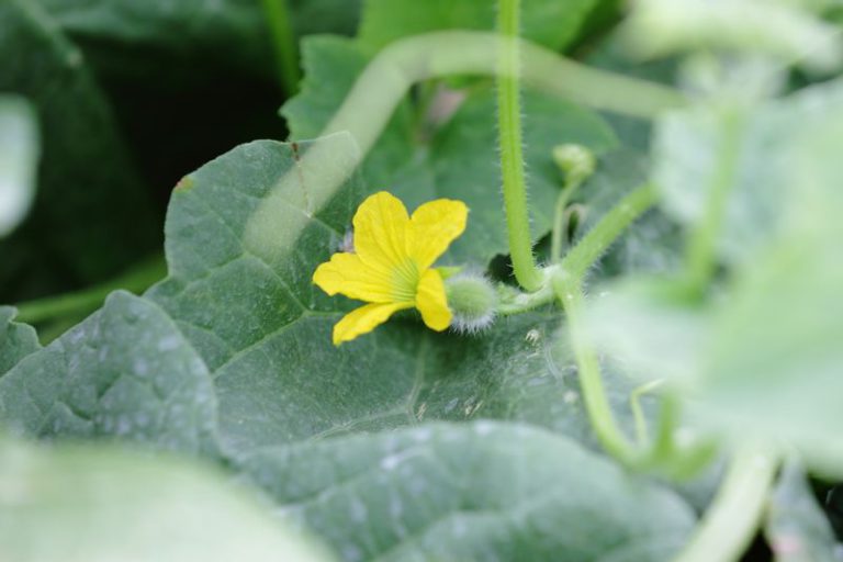 yellow blossoms of melon