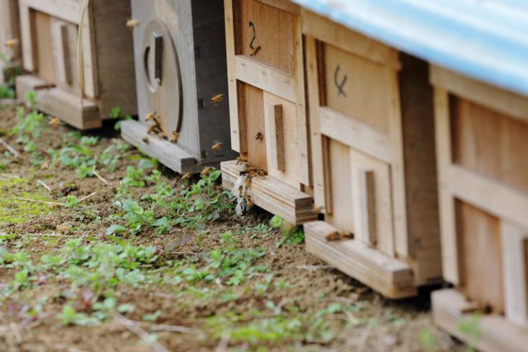 bee box