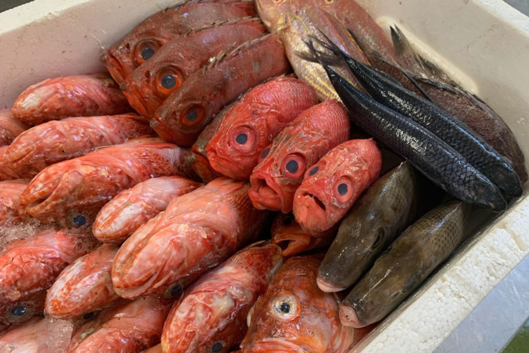 その日水揚げされた未利用魚を缶に詰めた「今朝の浜」 : SHUN GATE ...