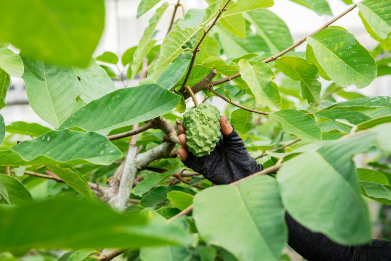 恩納村のユニークな自然農法で甘く実る、亜熱帯の果樹「アテモヤ」