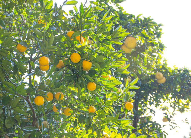 Legendary Yuko Citrus from the Home of 