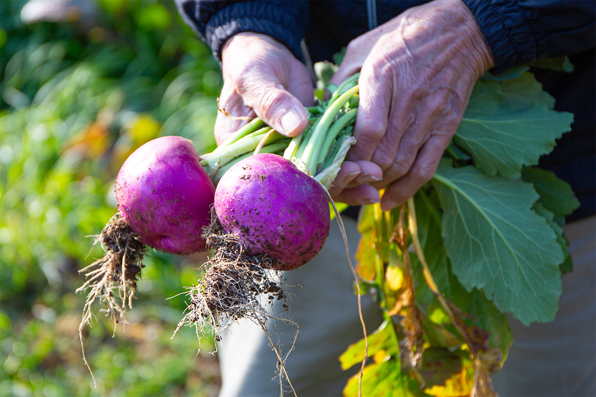 種を守り、文化を守る。歴史とつながる「ながさき伝統野菜」 : SHUN