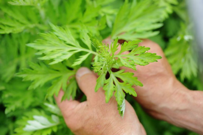 Blessed by Strong Vitality: Yomogi, Japan's Ancient Herb