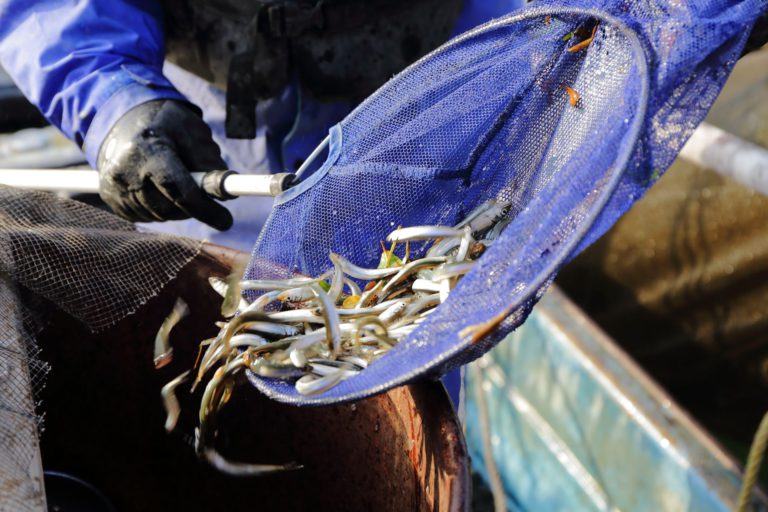 アユ釣りシーズン到来――、江戸川の稚アユ漁を追う