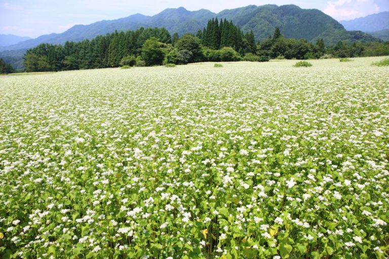 そばの花が咲き乱れるそば畑