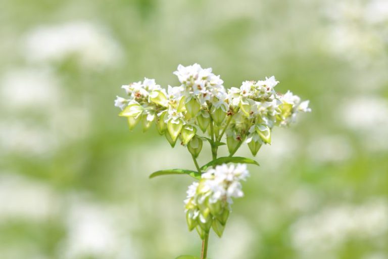 実がつき始めたそばの花