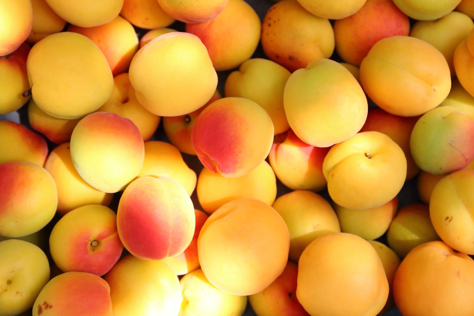 信州千曲市森あんずの里　生産者直売杏(昭和)１０キロ 信州千曲市森あんずの里産 生産者直売杏(昭和1キロ) - メルカリ